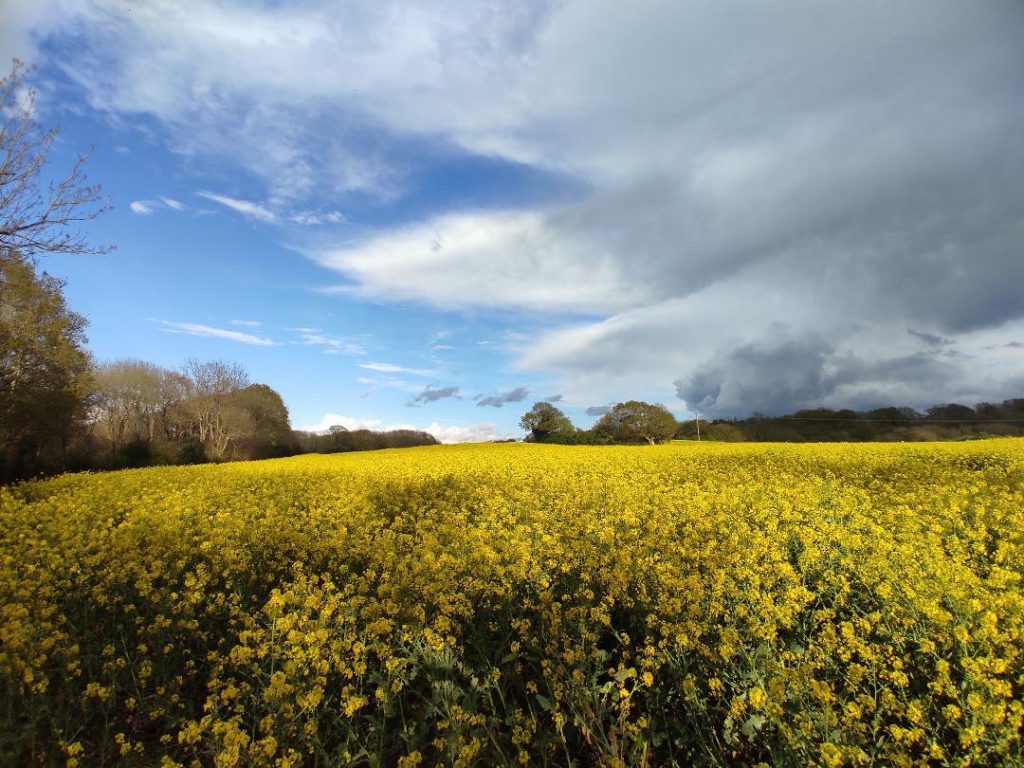 Fields near the Plough Inn Crowhurst